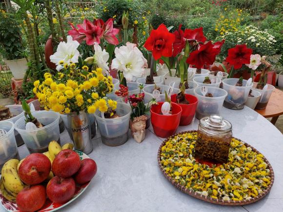 vườn hoa, khu vườn đẹp, trồng hoa