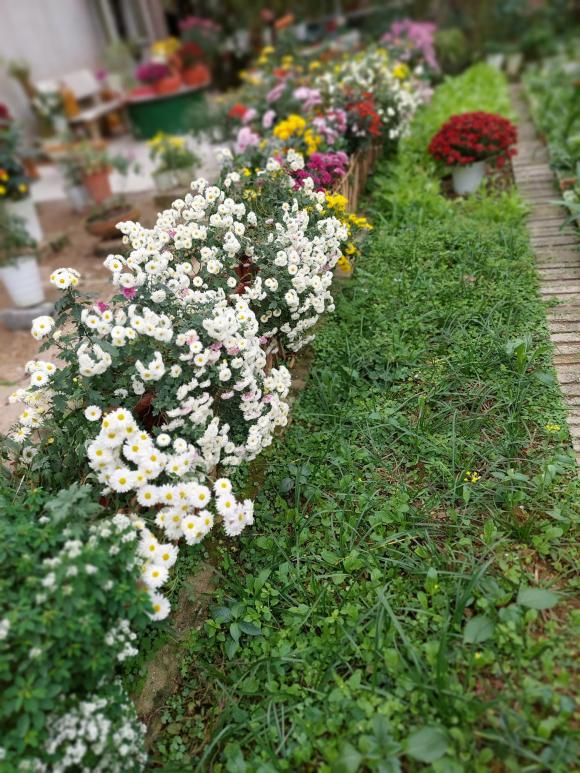 vườn hoa, khu vườn đẹp, trồng hoa