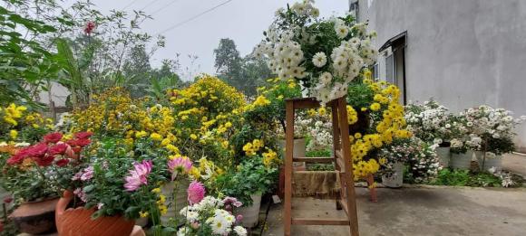vườn hoa, khu vườn đẹp, trồng hoa