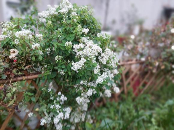 vườn hoa, khu vườn đẹp, trồng hoa