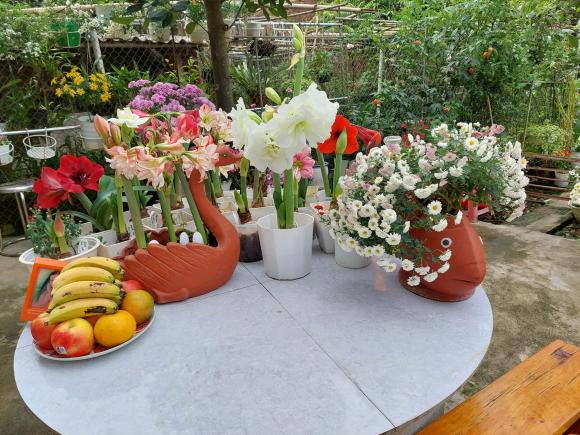 vườn hoa, khu vườn đẹp, trồng hoa