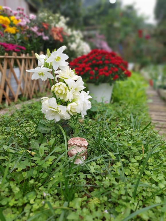 vườn hoa, khu vườn đẹp, trồng hoa
