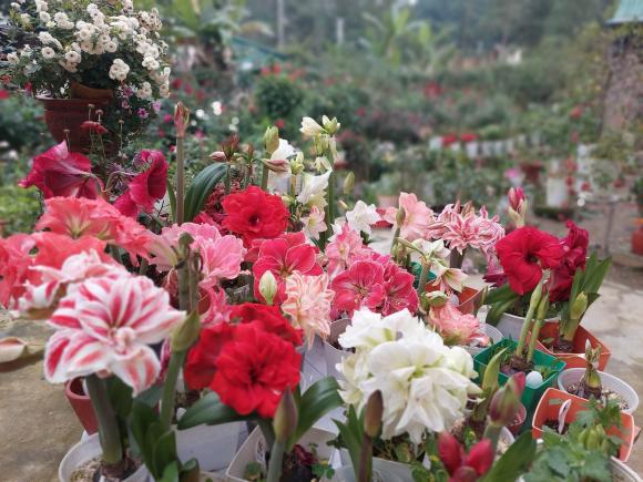 vườn hoa, khu vườn đẹp, trồng hoa