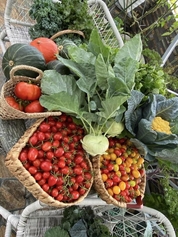 vườn rau sạch, trồng cà chua, trồng mướp đắng