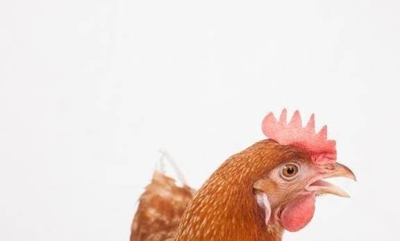 thịt gà, an toàn thực phẩm, bộ phận gà không ăn