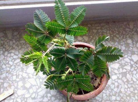 cây độc, cây cảnh, loại cây có độc