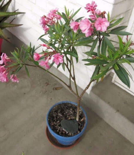 cây độc, cây cảnh, loại cây có độc