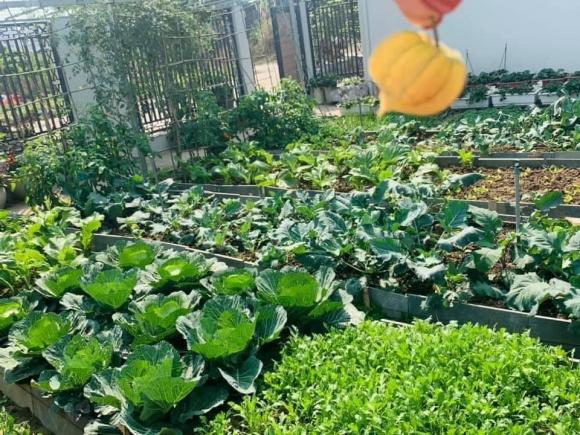 vườn 300 m2, vườn rau, vườn rau Quảng Ninh
