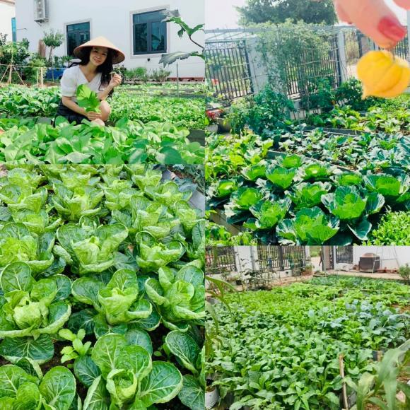 vườn 300 m2, vườn rau, vườn rau Quảng Ninh