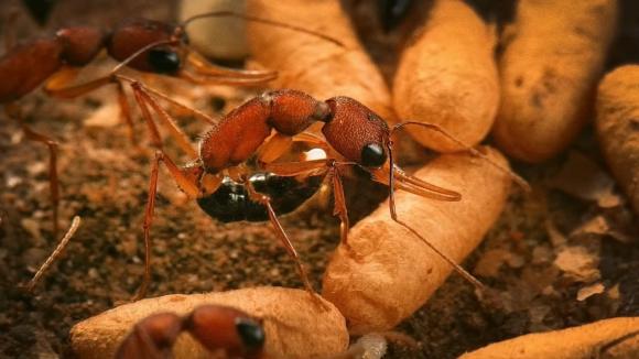 tại sao, vì sao, kiến chúa, kiến thợ, tại sao kiến chúa sống lâu, bí quyết sống lâu của kiến thợ, kiến chúa sống lâu hơn kiến thợ