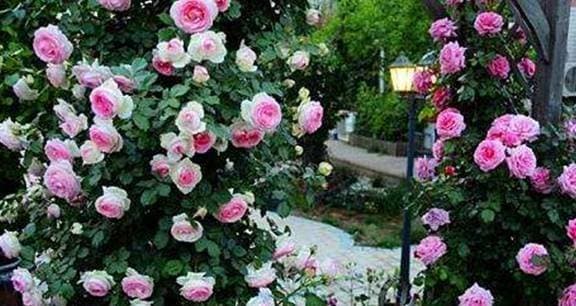 View - Chăm sóc hoa hồng vào mùa xuân, không chỉ tưới nước, mà cần làm tốt một số điều để cây phát triển mạnh mẽ và nở to đẹp