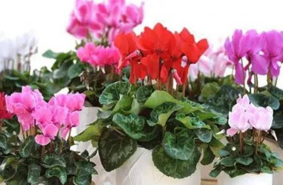 hoa lan hồ điệp, hoa tết, chăm sóc hoa cây cảnh, huệ chi
