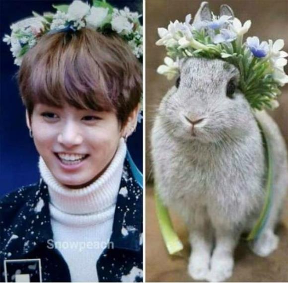 khuôn mặt động vật, thần tượng K-Pop, Idol Hàn sở hữu khuôn mặt động vật