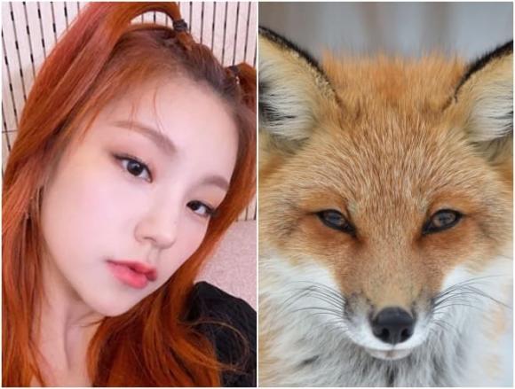khuôn mặt động vật, thần tượng K-Pop, Idol Hàn sở hữu khuôn mặt động vật