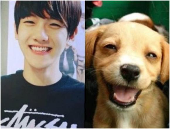 khuôn mặt động vật, thần tượng K-Pop, Idol Hàn sở hữu khuôn mặt động vật