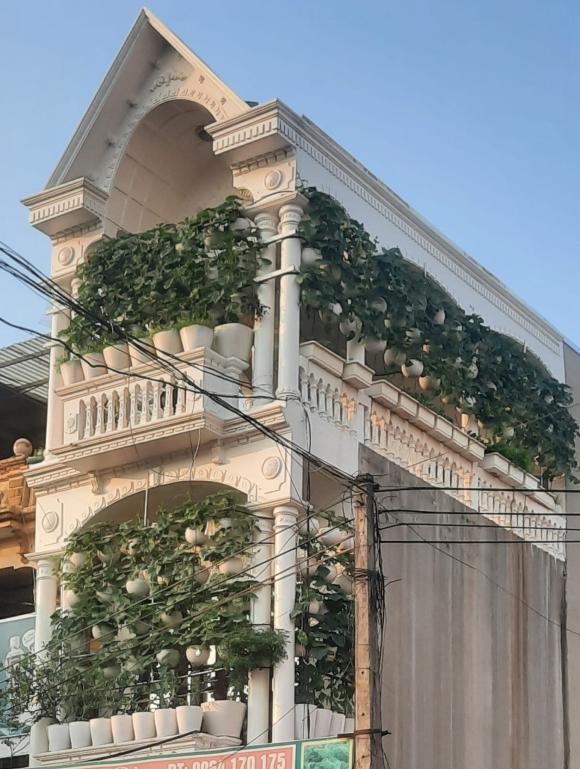 rau sạch, trồng rau sạch, trồng rau sạch ở ban công