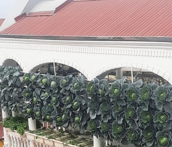 rau sạch, trồng rau sạch, trồng rau sạch ở ban công