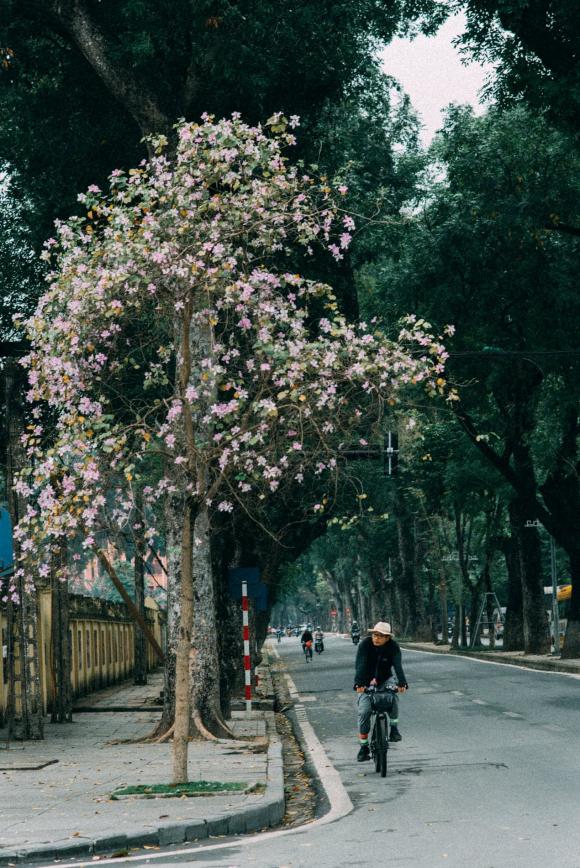 hoa ban, hoa ban ở Hà Nội, địa điểm chụp ảnh với hoa ban