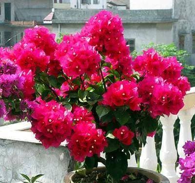 trồng hoa đẹp, trồng hoa, những loại hoa đẹp
