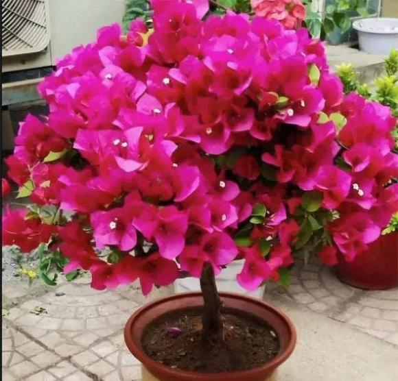 trồng hoa đẹp, trồng hoa, những loại hoa đẹp