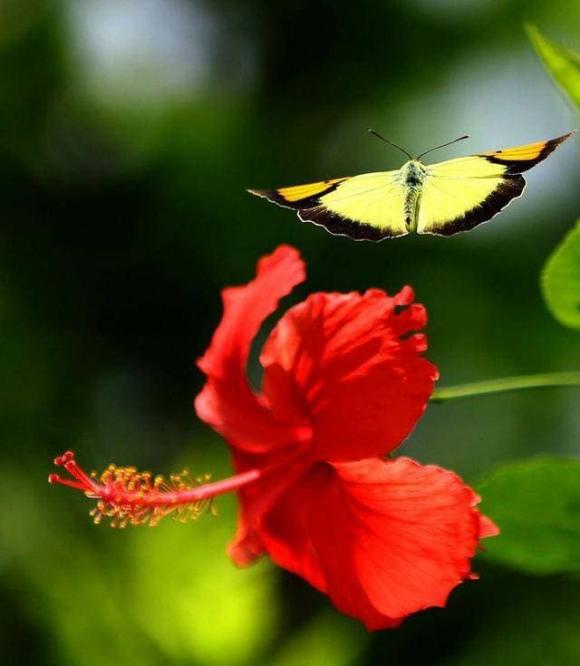 trồng hoa đẹp, trồng hoa, những loại hoa đẹp