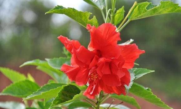 trồng hoa đẹp, trồng hoa, những loại hoa đẹp