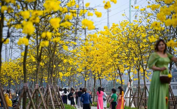 hoa phong linh, hoa phong linh ở Hà Nội, địa điểm đẹp ở Hà Nội