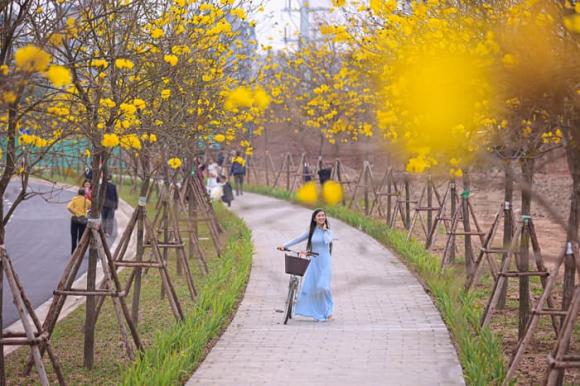 hoa phong linh, hoa phong linh ở Hà Nội, địa điểm đẹp ở Hà Nội