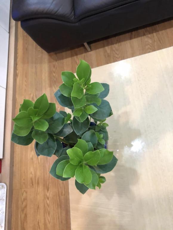 BTV Hữu Bằng, nhà Hữu Bằng, nhà sao 