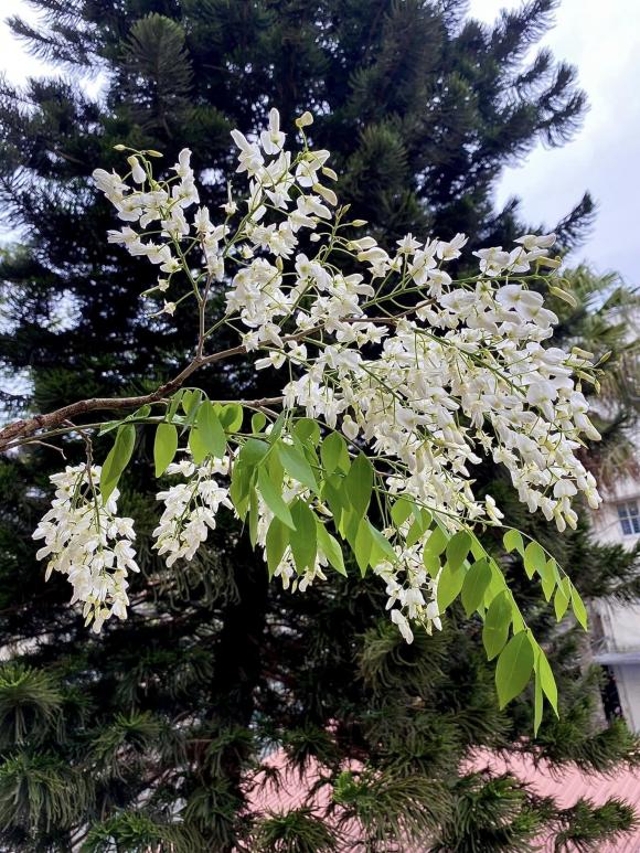 chụp ảnh với hoa sưa, cô gái chụp ảnh với hoa sưa, giới trẻ 