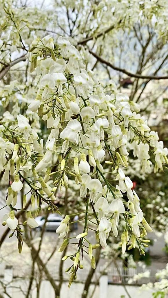 chụp ảnh với hoa sưa, cô gái chụp ảnh với hoa sưa, giới trẻ 