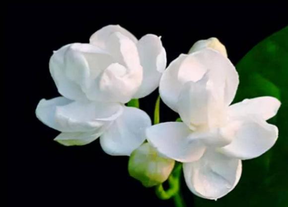 ngày sinh âm lịch, ngày sinh tốt, tử vi