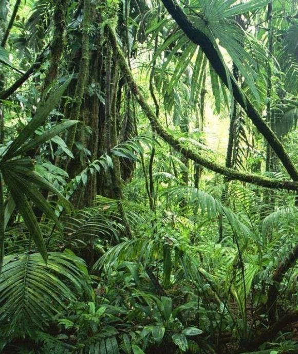 Rừng nhiệt đới gió mùa Amazon, động vật hoang dã nguy nan hiểm