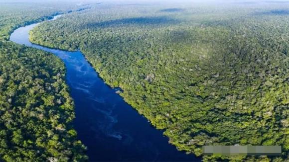 Rừng nhiệt đới gió mùa Amazon, động vật hoang dã nguy nan hiểm