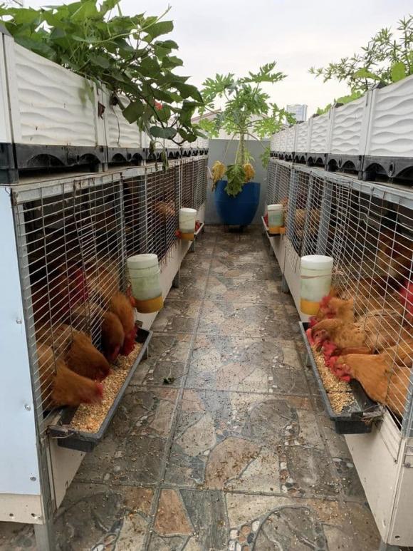 Nông dân 2019 Mô hình gà thả vườn 3 Trong 1 siêu nhàn gà béo  rau xanh  thi nhau lớn