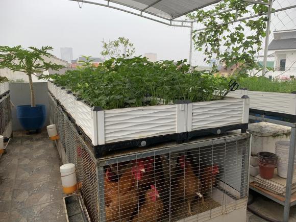 Chồng 8x tự tay trồng rau nuôi gà thả cá trên sân thượng 80m2 vợ con cả  năm ăn đồ sạch  GUUvn