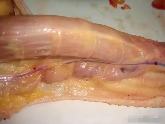 vịt, thịt vịt, bộ phận bẩn của con vịt