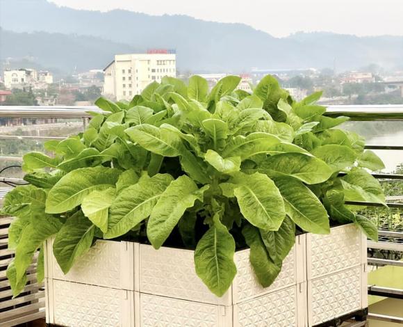 vườn rau trên sân thượng, trồng rau trên sân thượng, rau sạch