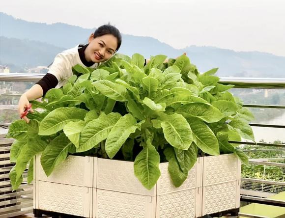 vườn rau trên sân thượng, trồng rau trên sân thượng, rau sạch