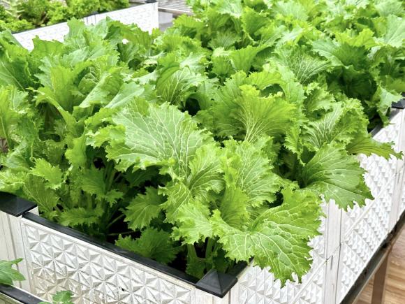 vườn rau trên sân thượng, trồng rau trên sân thượng, rau sạch