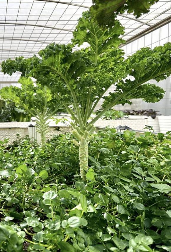 vườn rau trên sân thượng, trồng rau trên sân thượng, rau sạch