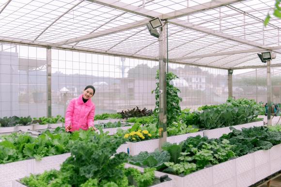 vườn rau trên sân thượng, trồng rau trên sân thượng, rau sạch