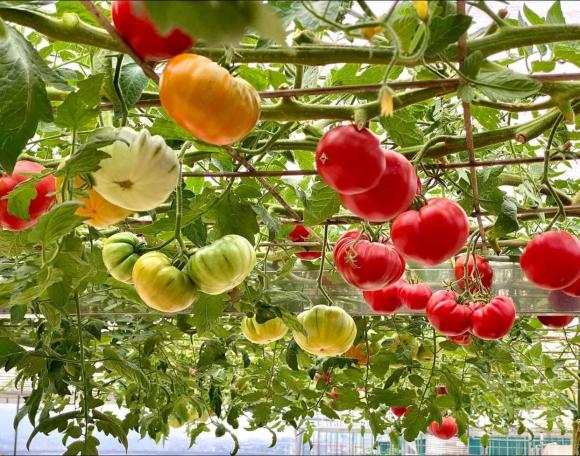 vườn rau trên sân thượng, trồng rau trên sân thượng, rau sạch
