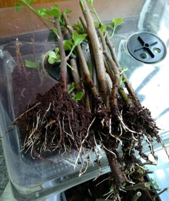 cây cảnh