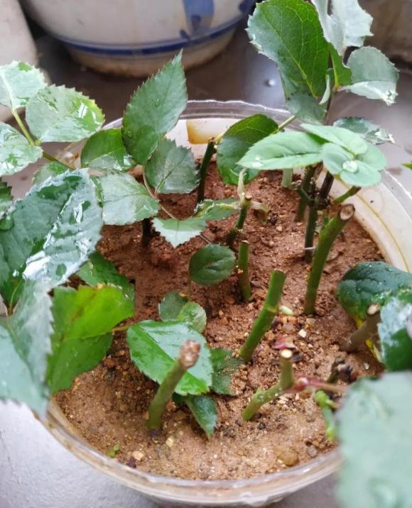 cây cảnh
