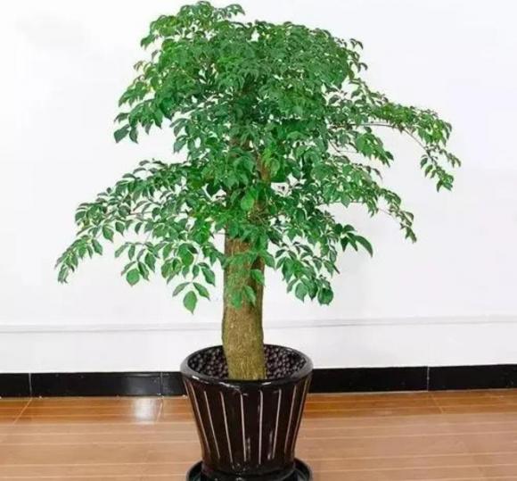 cây hạnh phúc, cây cảnh