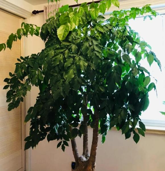 cây hạnh phúc, cây cảnh