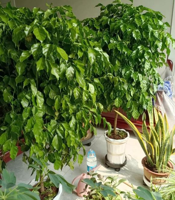 cây hạnh phúc, cây cảnh