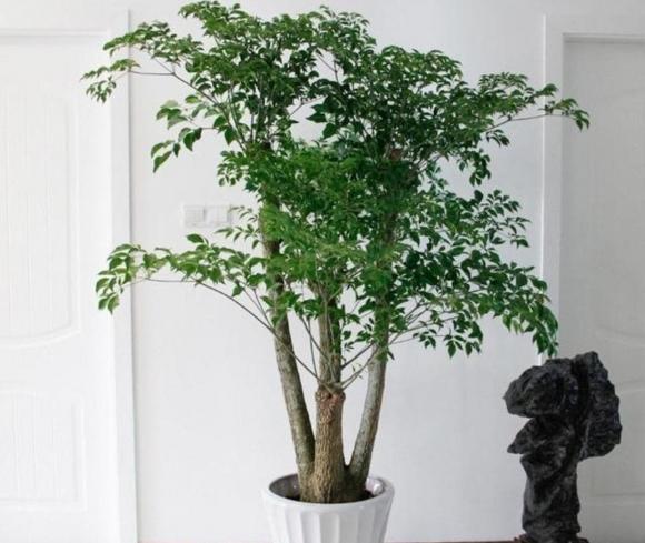 cây hạnh phúc, cây cảnh