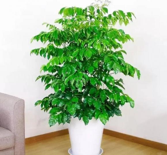 cây hạnh phúc, cây cảnh